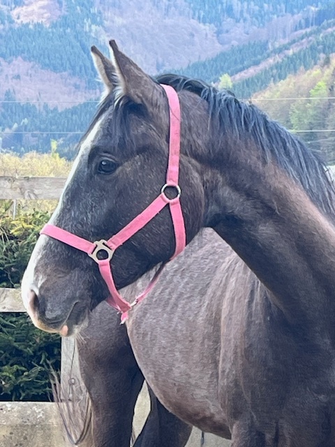 3,5 letý valach po Cornet Cassini /Cascar - 3