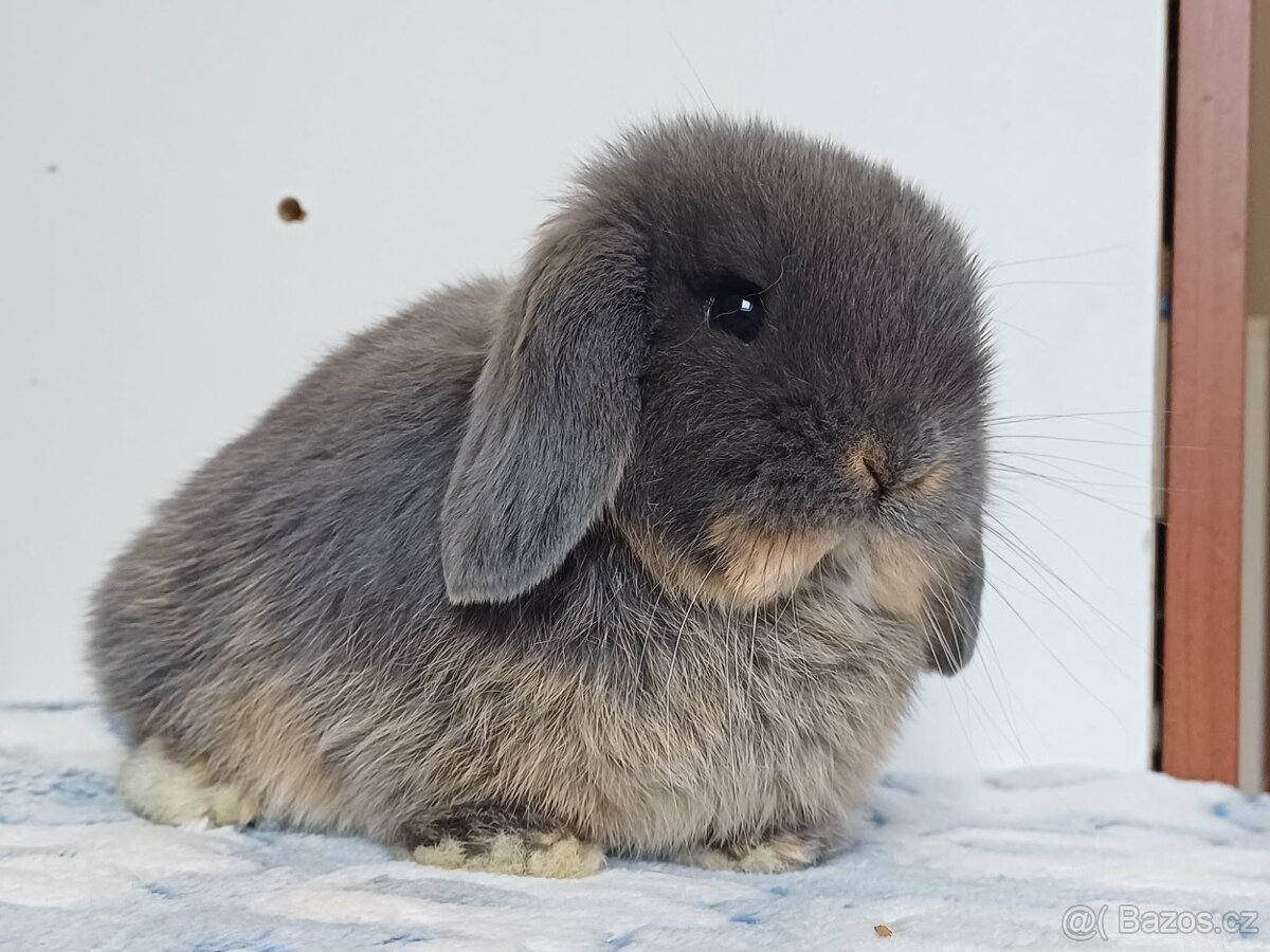 Minilop Samička Blue Otter - 3