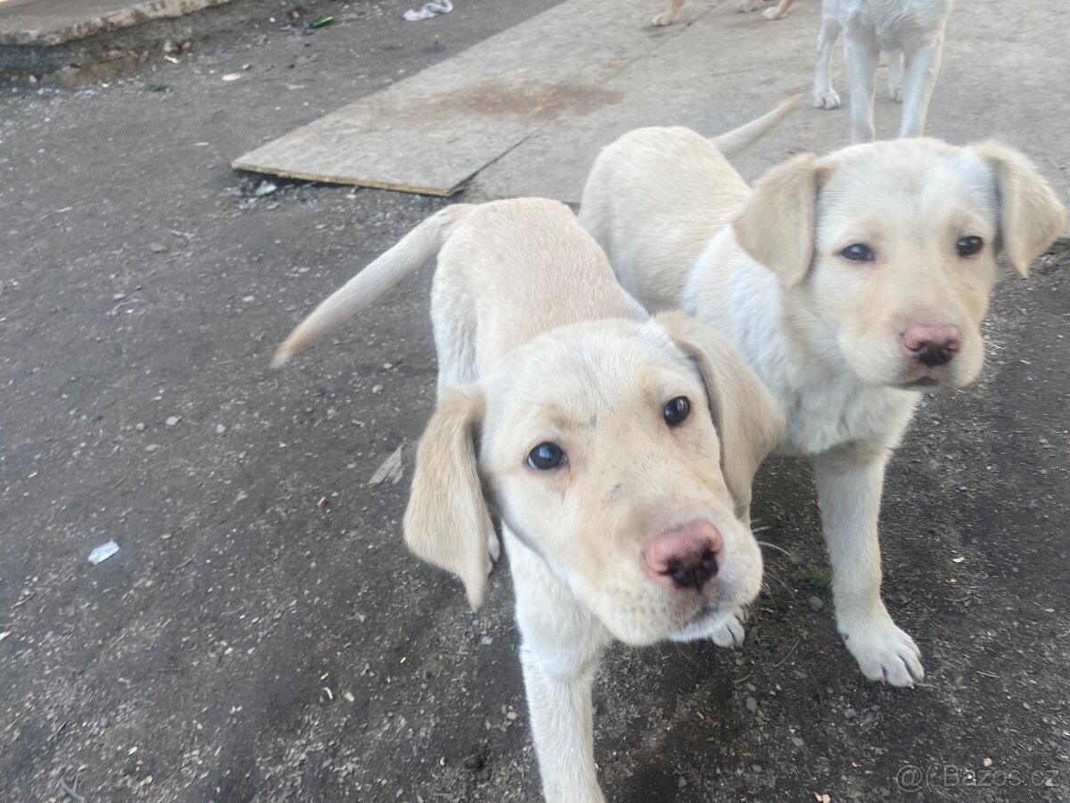 Zlatí retrívři - 3