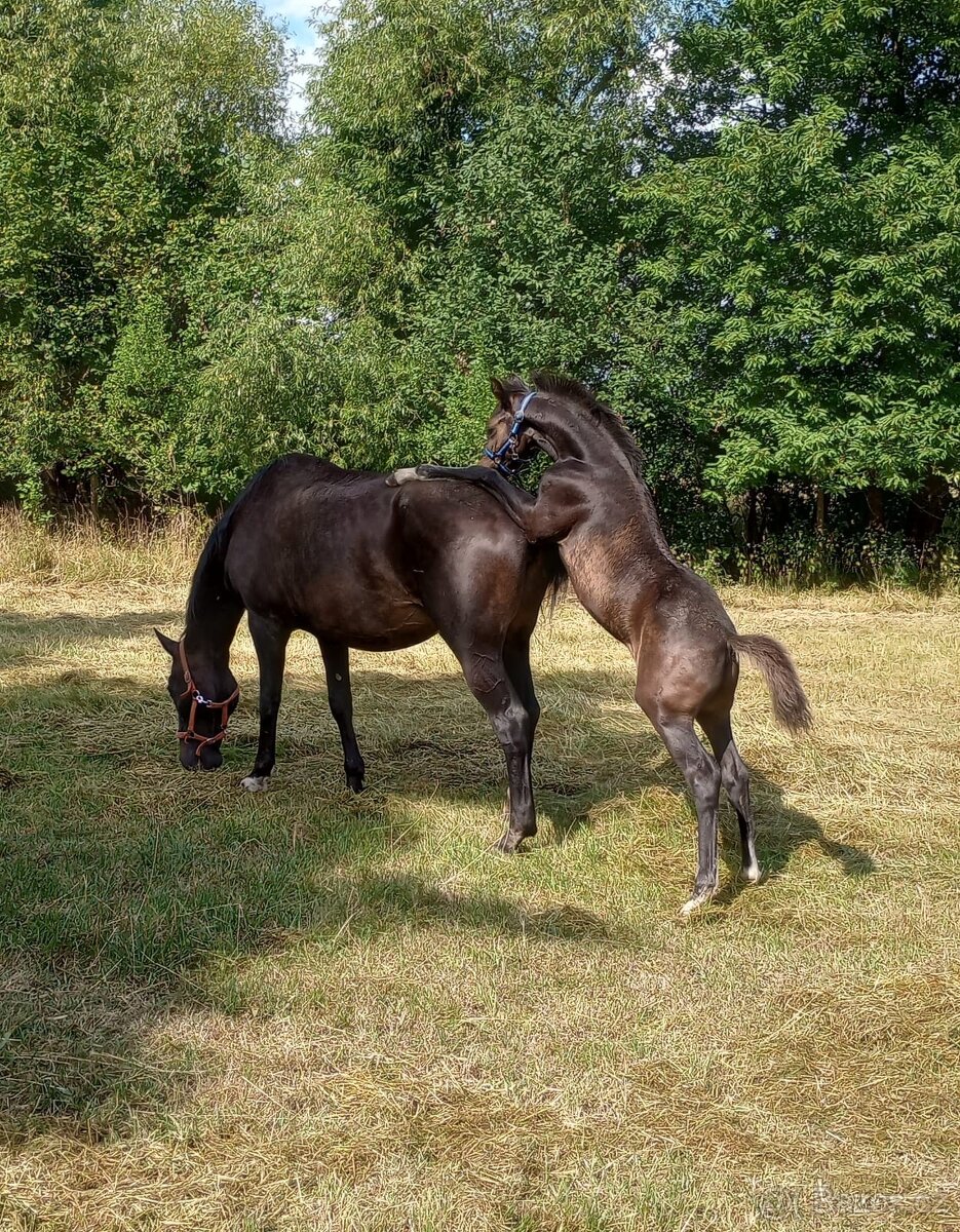 Dvouletý valach - 3