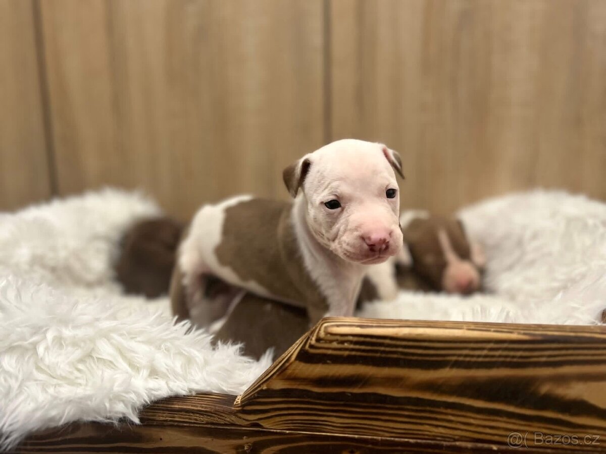 Americký pitbull teriér s PP - 3