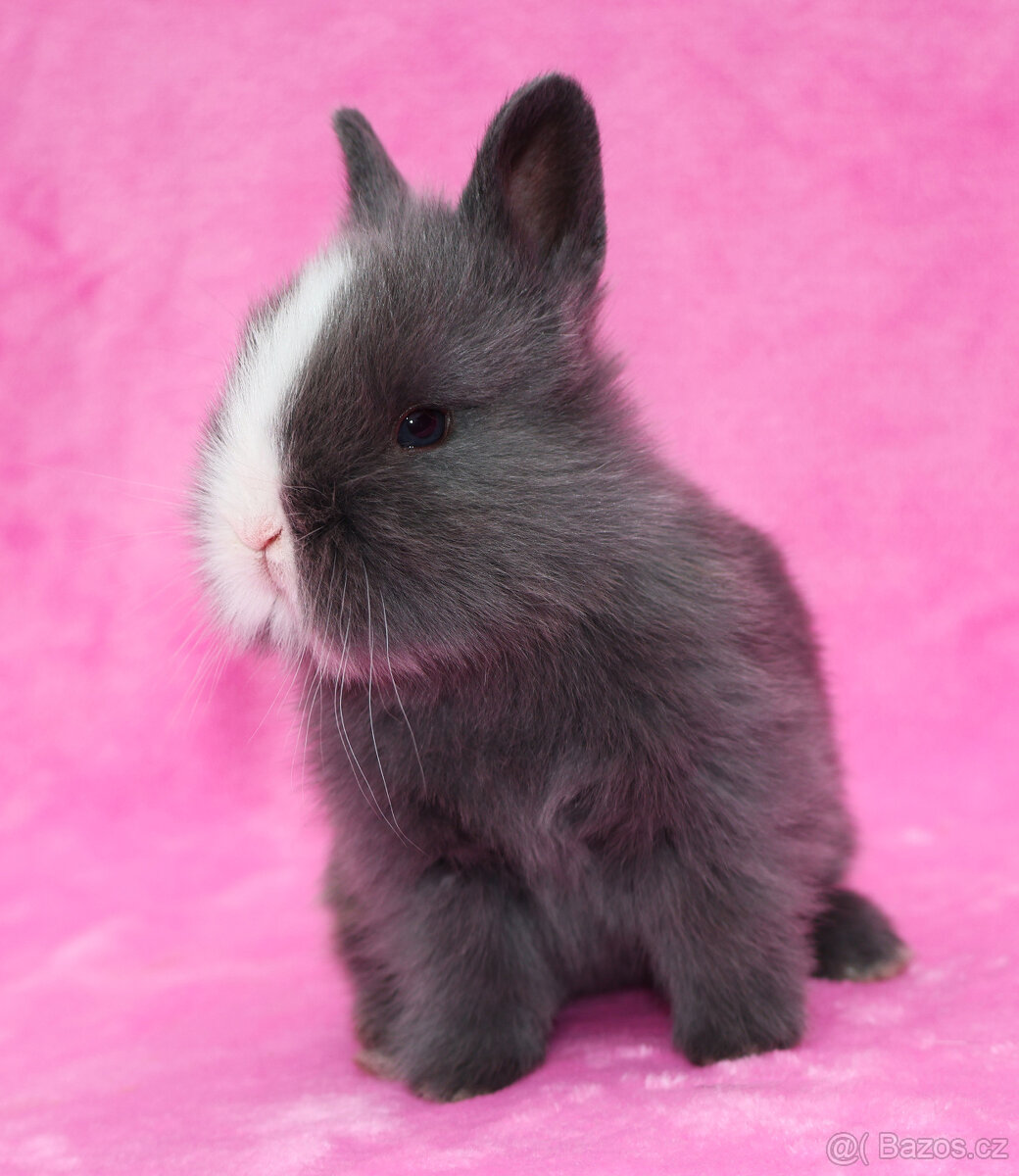 Zakrslý krátkouchý modrooký lvíček sameček - 3