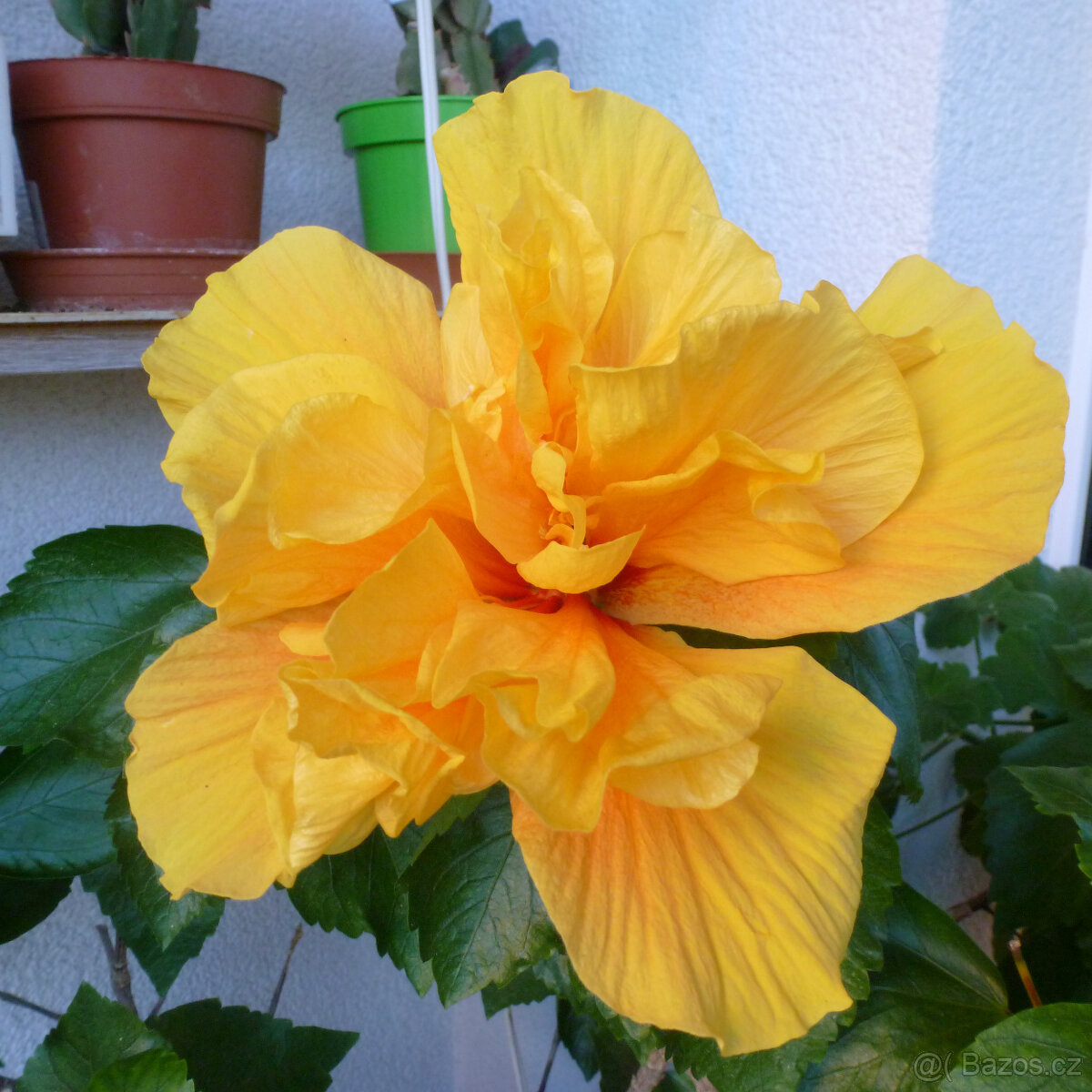 Pokojový ibišek - 3