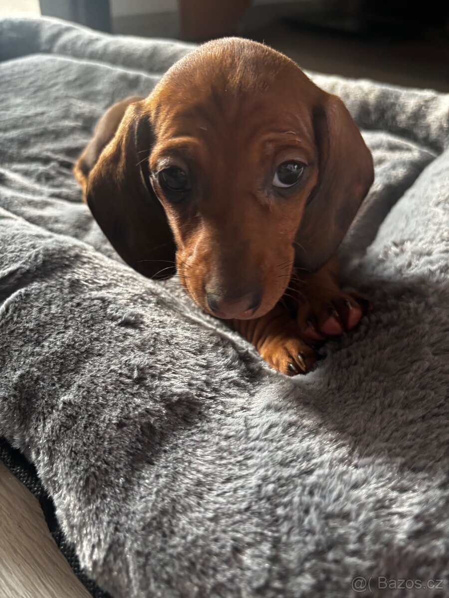 Trpaslíci krátkosrstý jezevčík - 3