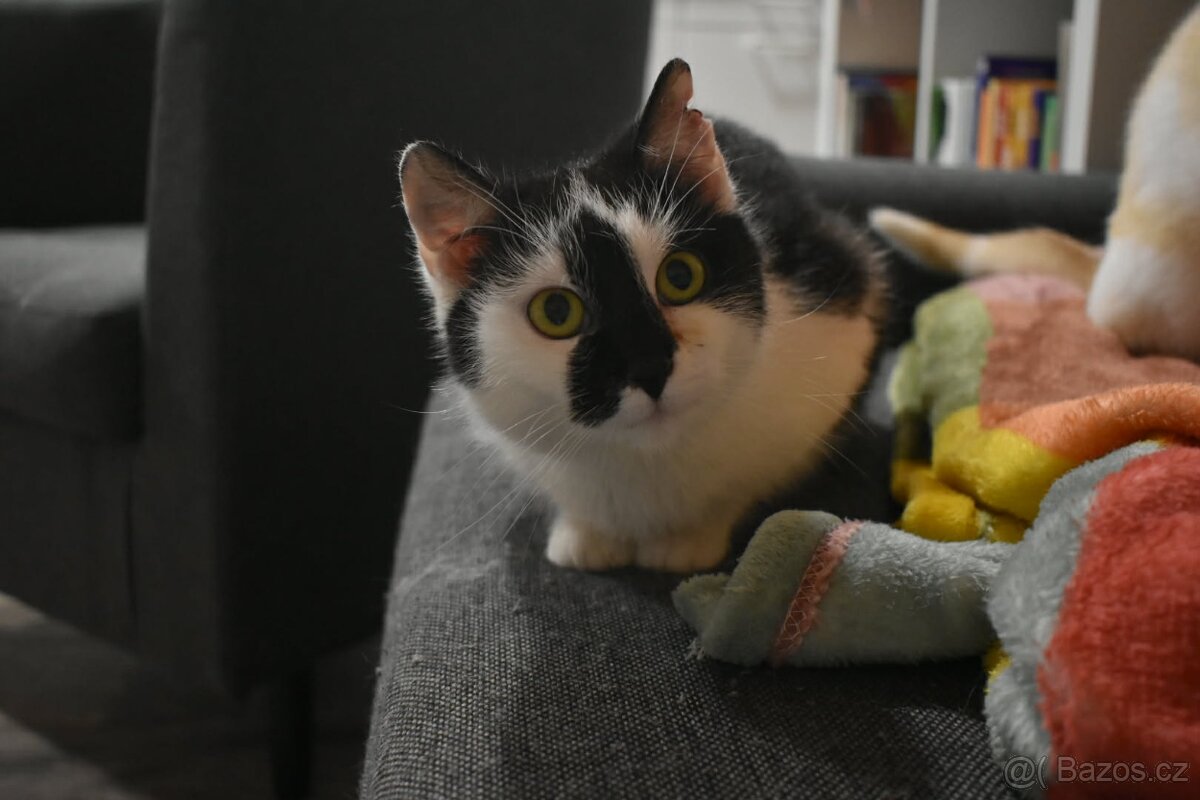 Kočička Gizy - 3