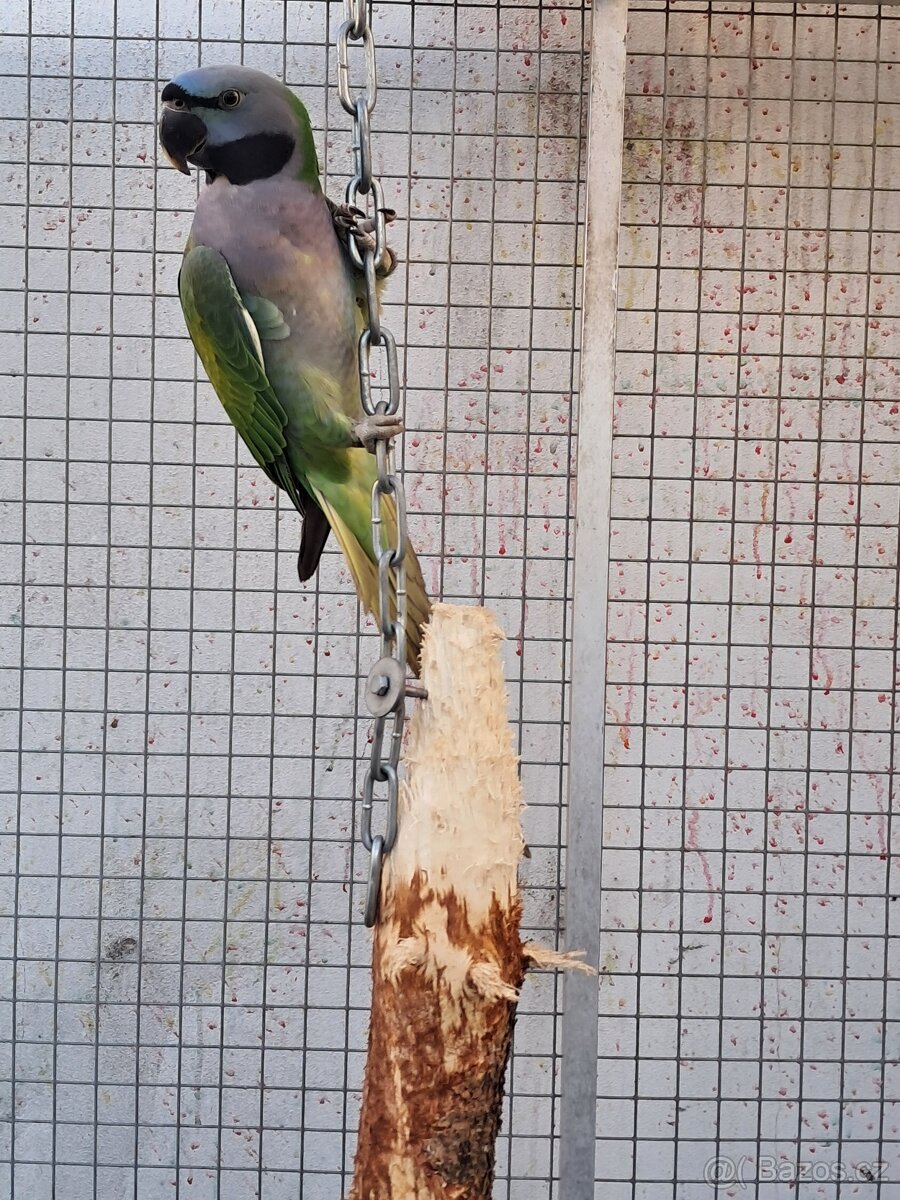 Alexandr čínský - 3