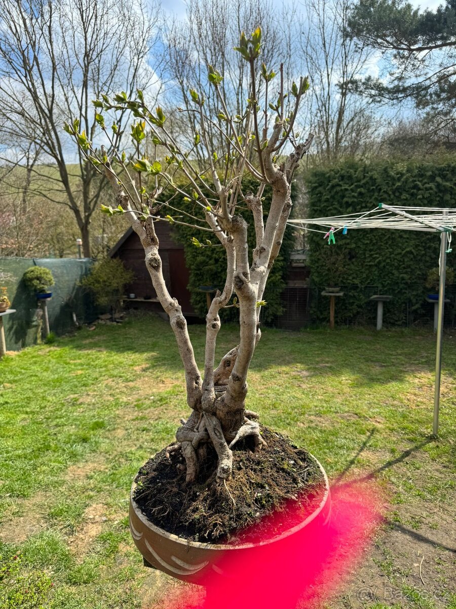 Bonsaj bonsai Japonský Šeřík - 3