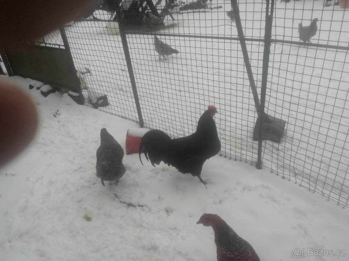Prodám kohouty - 3