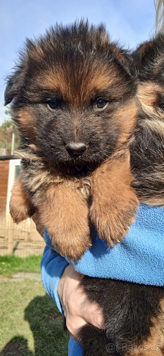 NĚMECKÝ OVČÁK s PP - 3