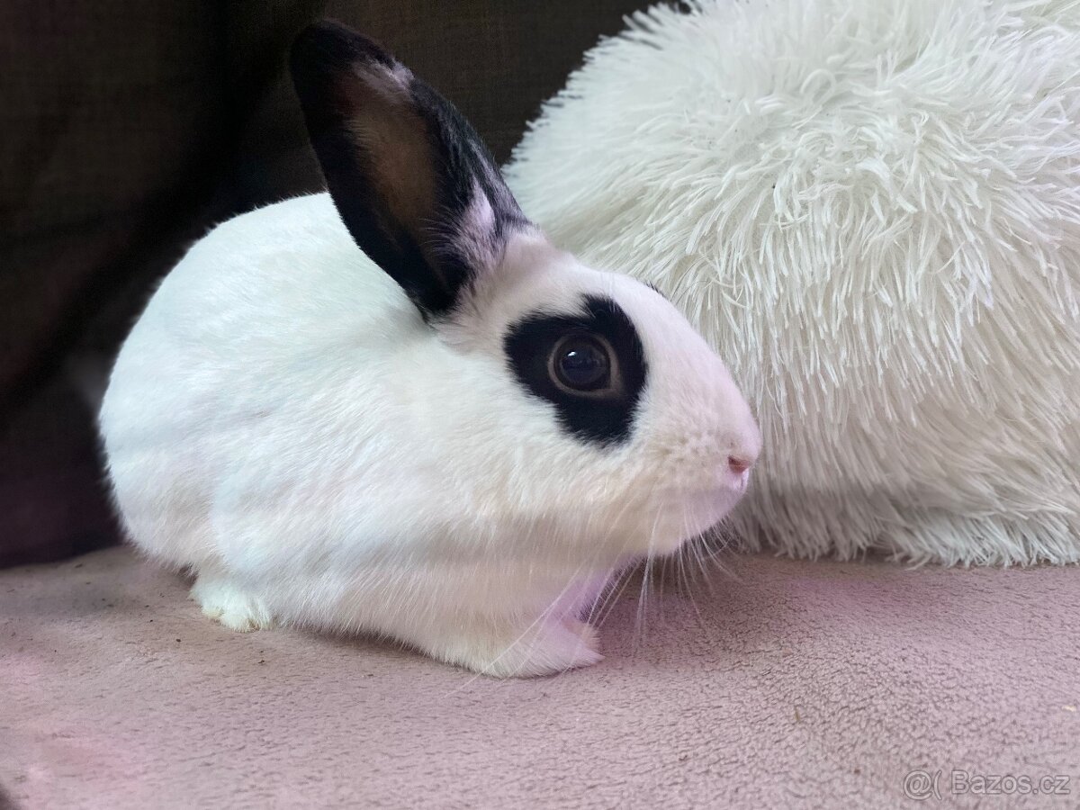 Zakrslí králíček - bílo černý s ušima nahoru - 3
