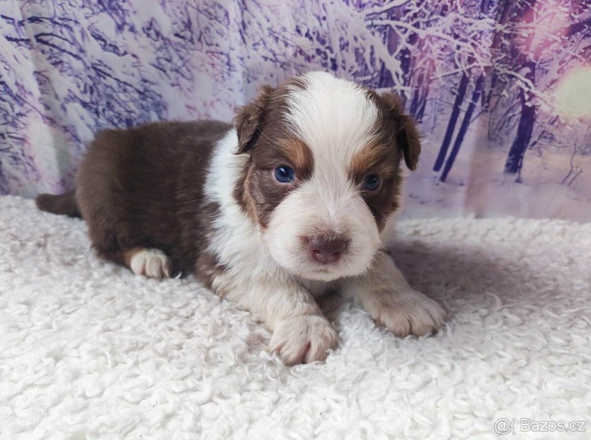 Australsky ovčak - 3