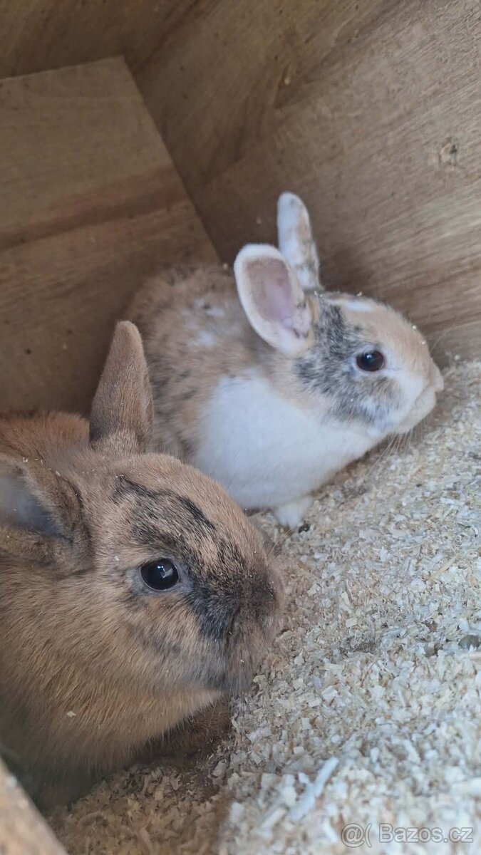 Zakrslý králíček - 3