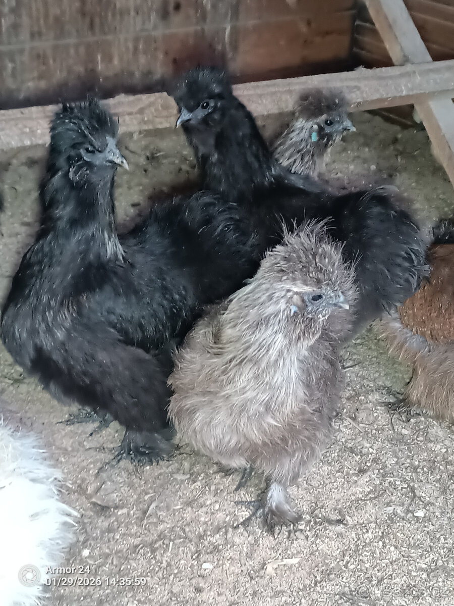 HEDVABNIČKA VELKA - Už pouze slepičky - 3