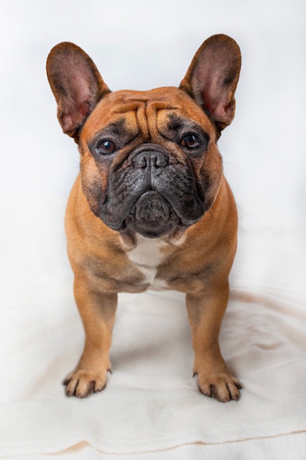 Francouzský buldoček s PP ke krytí - 3