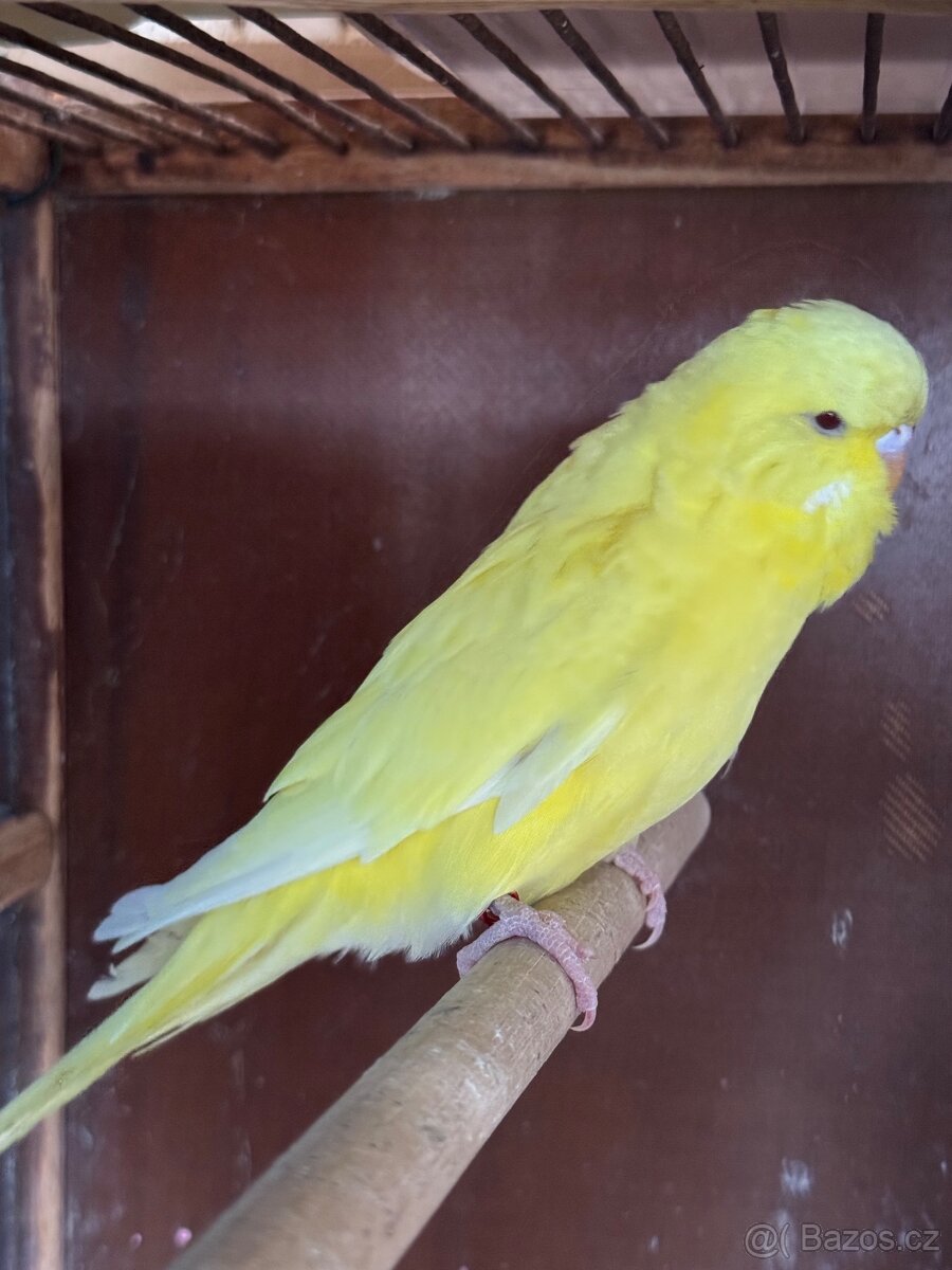 Andulky krotké, ochočené - 3