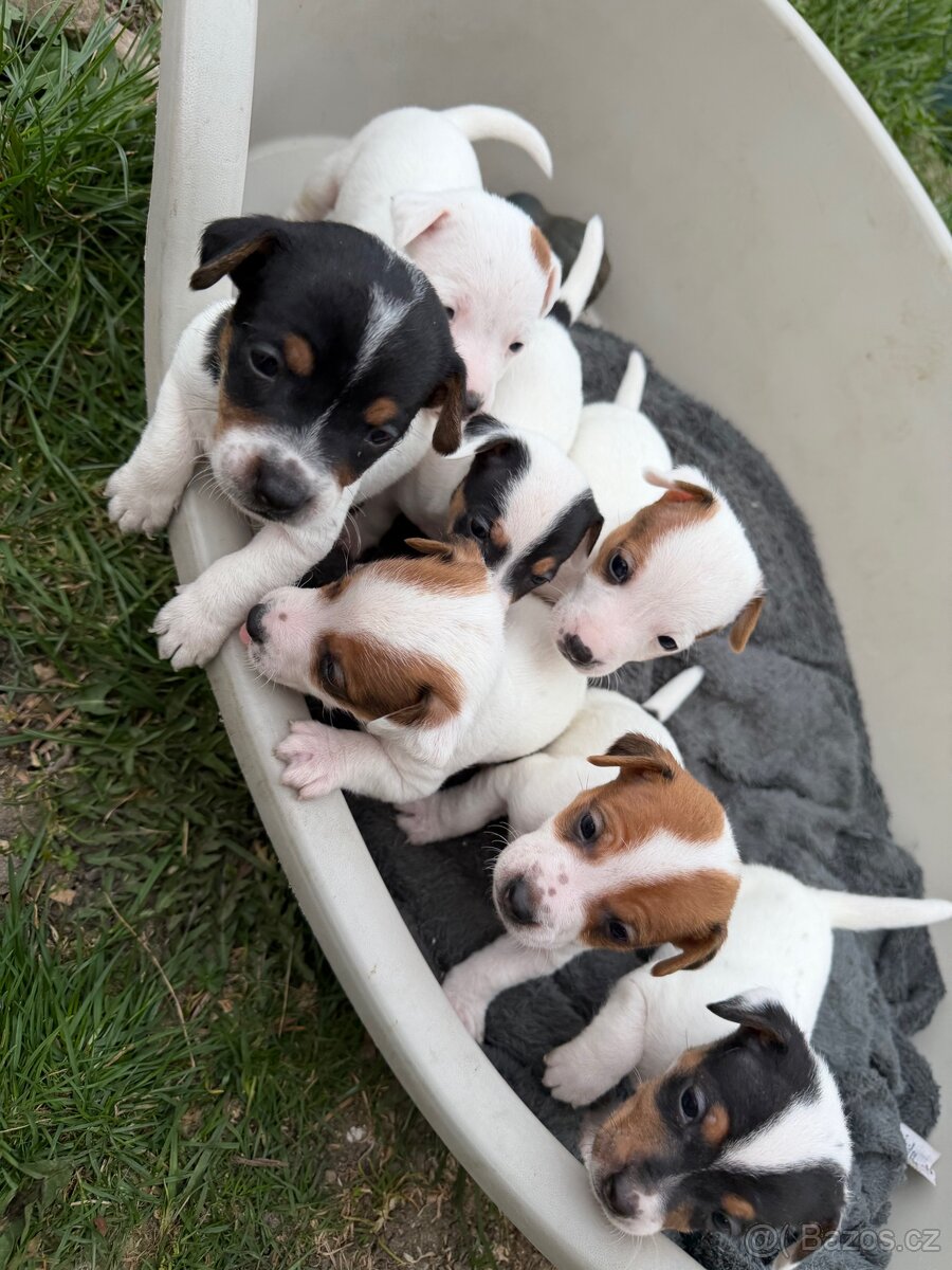 Jack Russell teriér - 3
