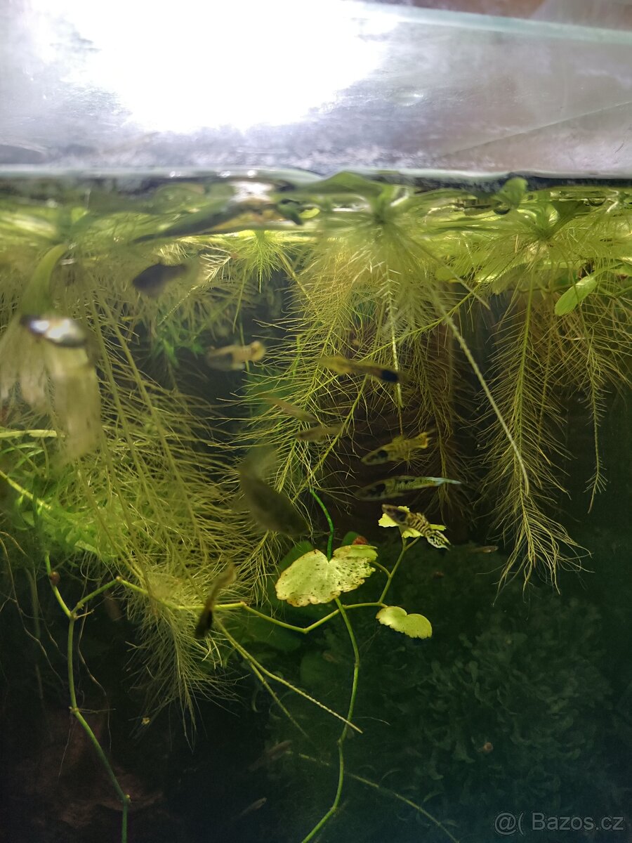 Endlerky Yellow tiger - 3