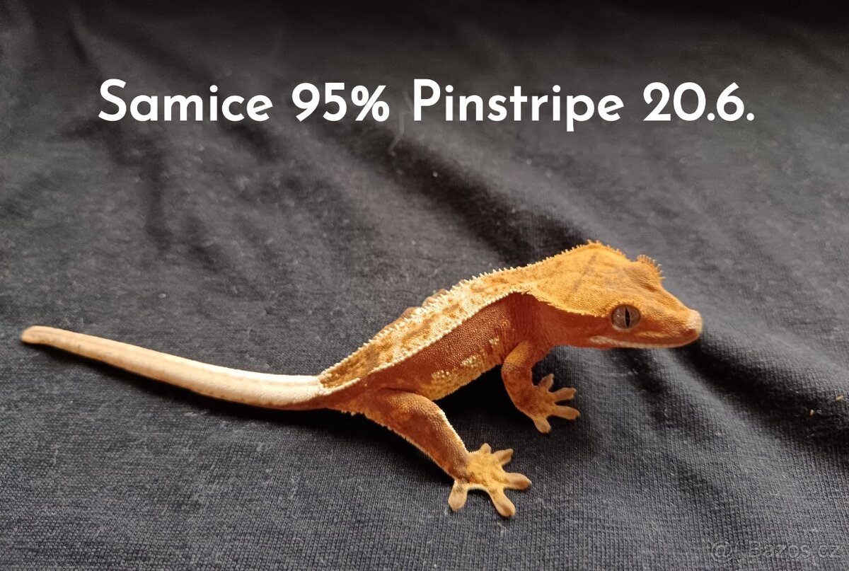 Pagekon Řasnatý - 3