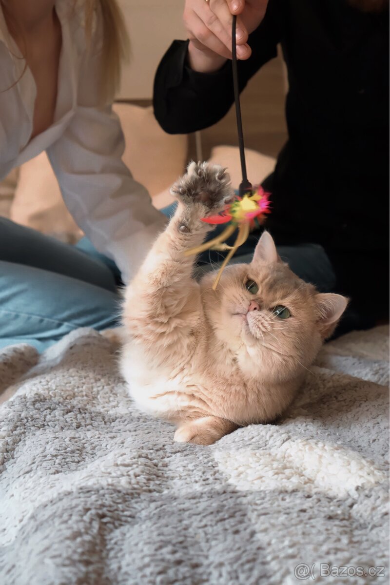 Kocour ke krytí - 3