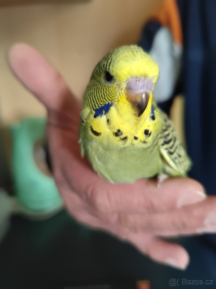 Prodám výstavní andulky - 3