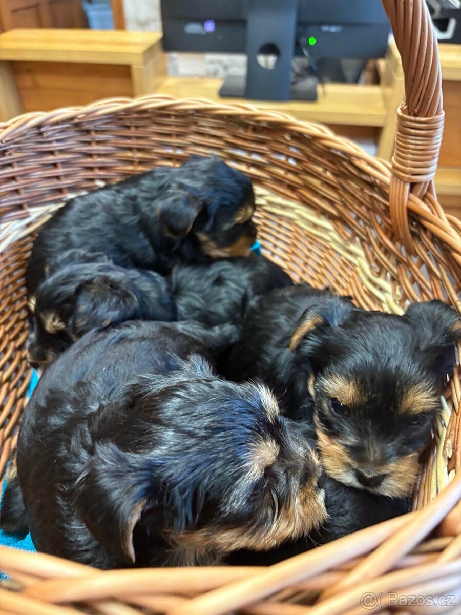 PRODÁM PEJSKY - 3