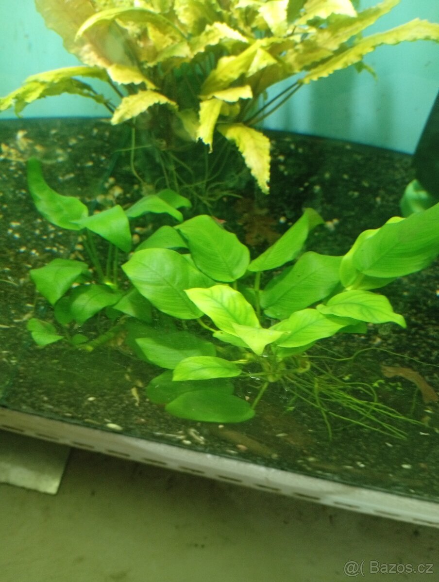 Prodám přebytky akvarijních rostlin - 3