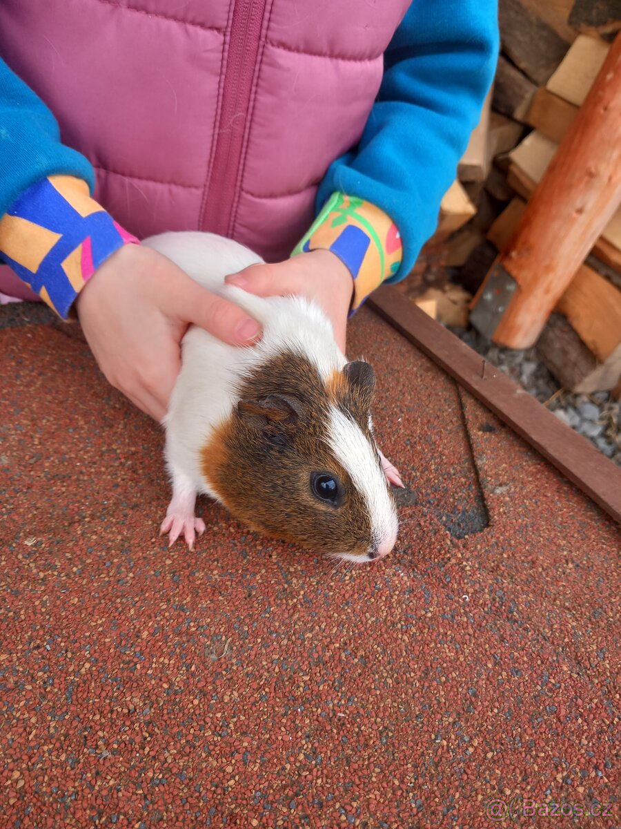 Hladkosrstá morčata - 3