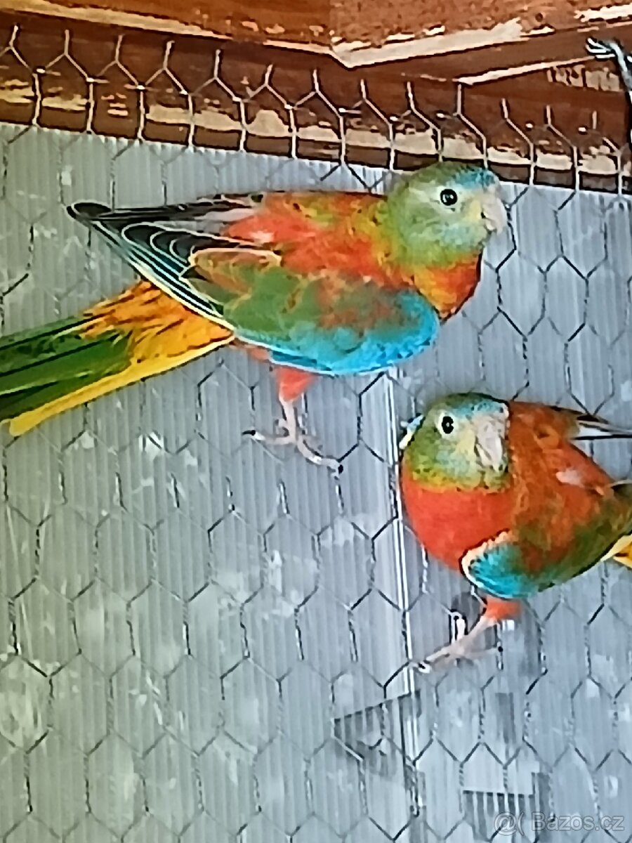 Neofema tyrkysova - 3