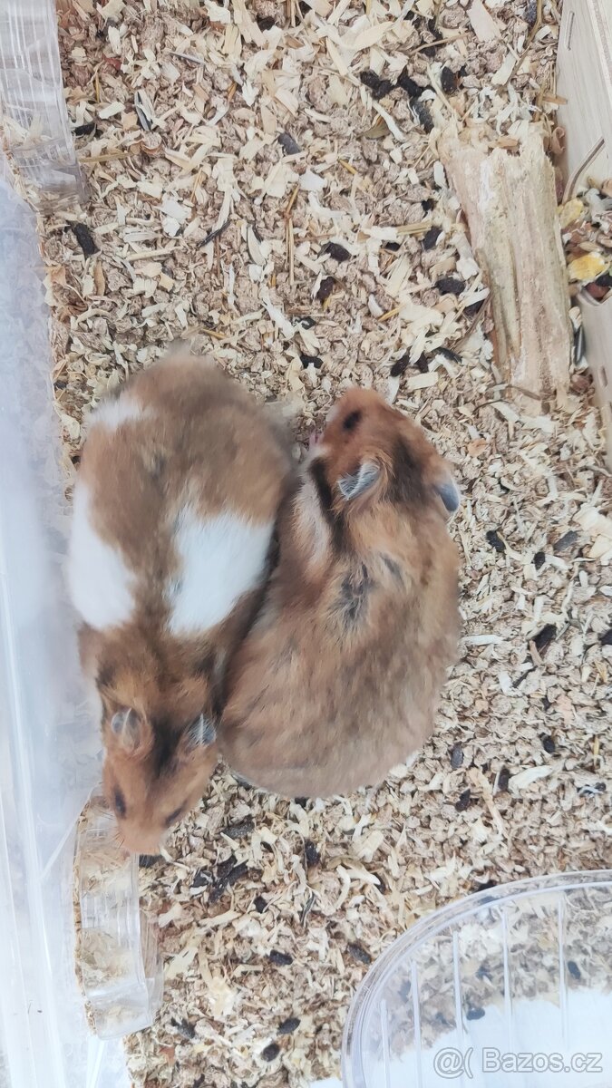 Křeček syrský - 3