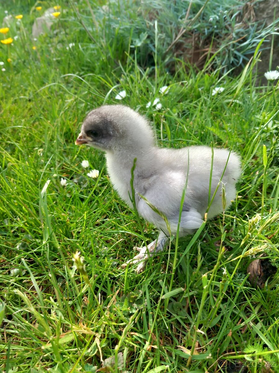 Brahmánka Velká kuřátka 🐥 - 3