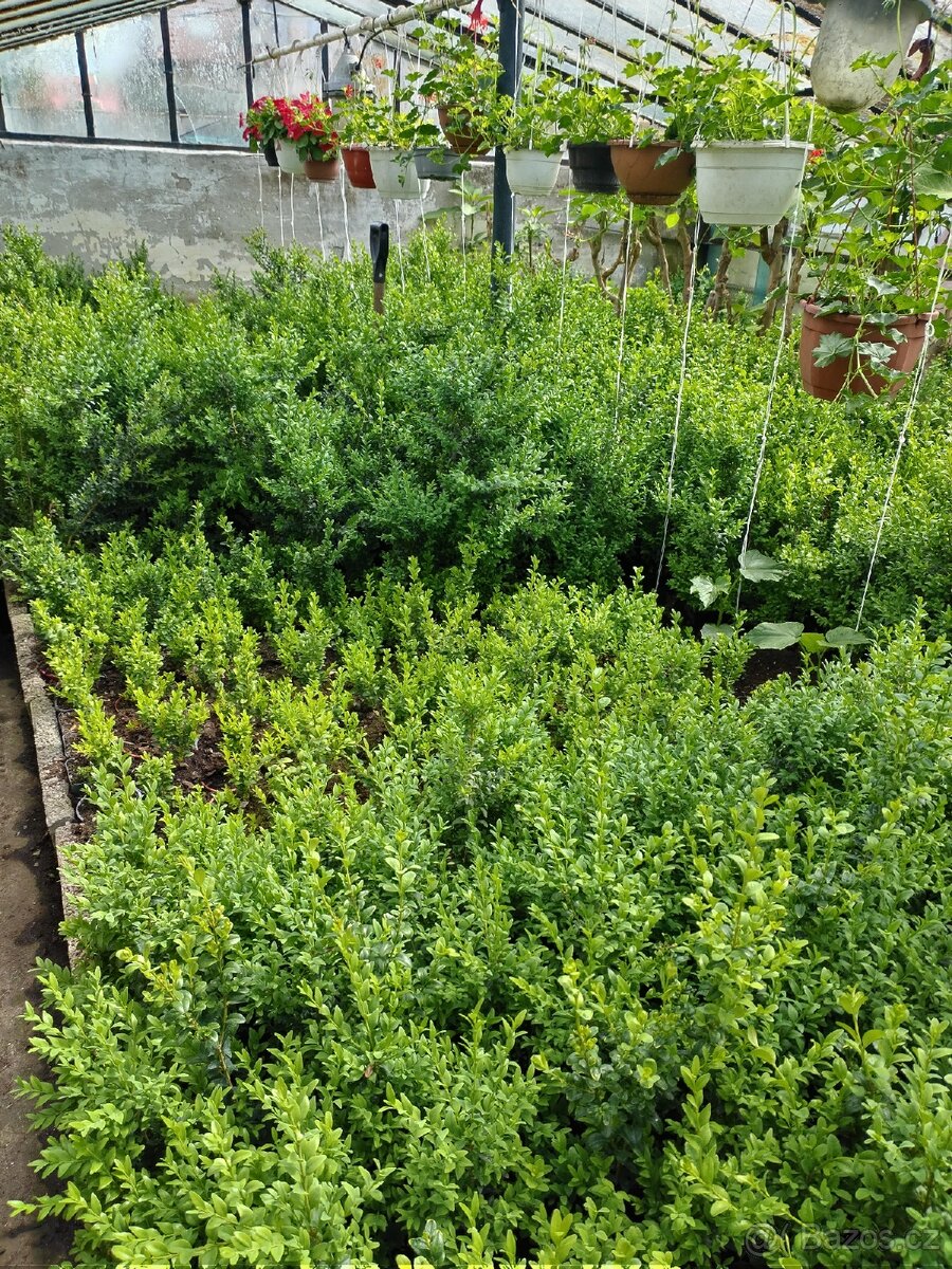 Buxus na živé ploty - 3