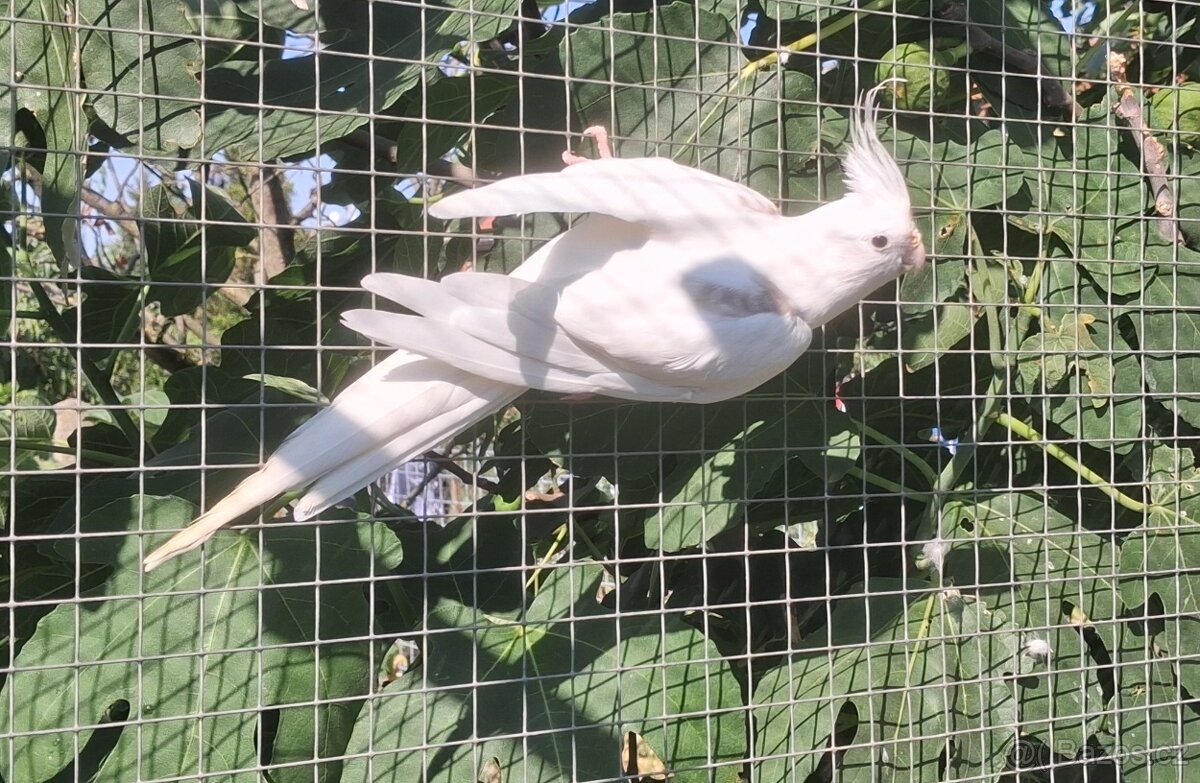 Korela bělohlavá skořicová straka SAMEC - 3