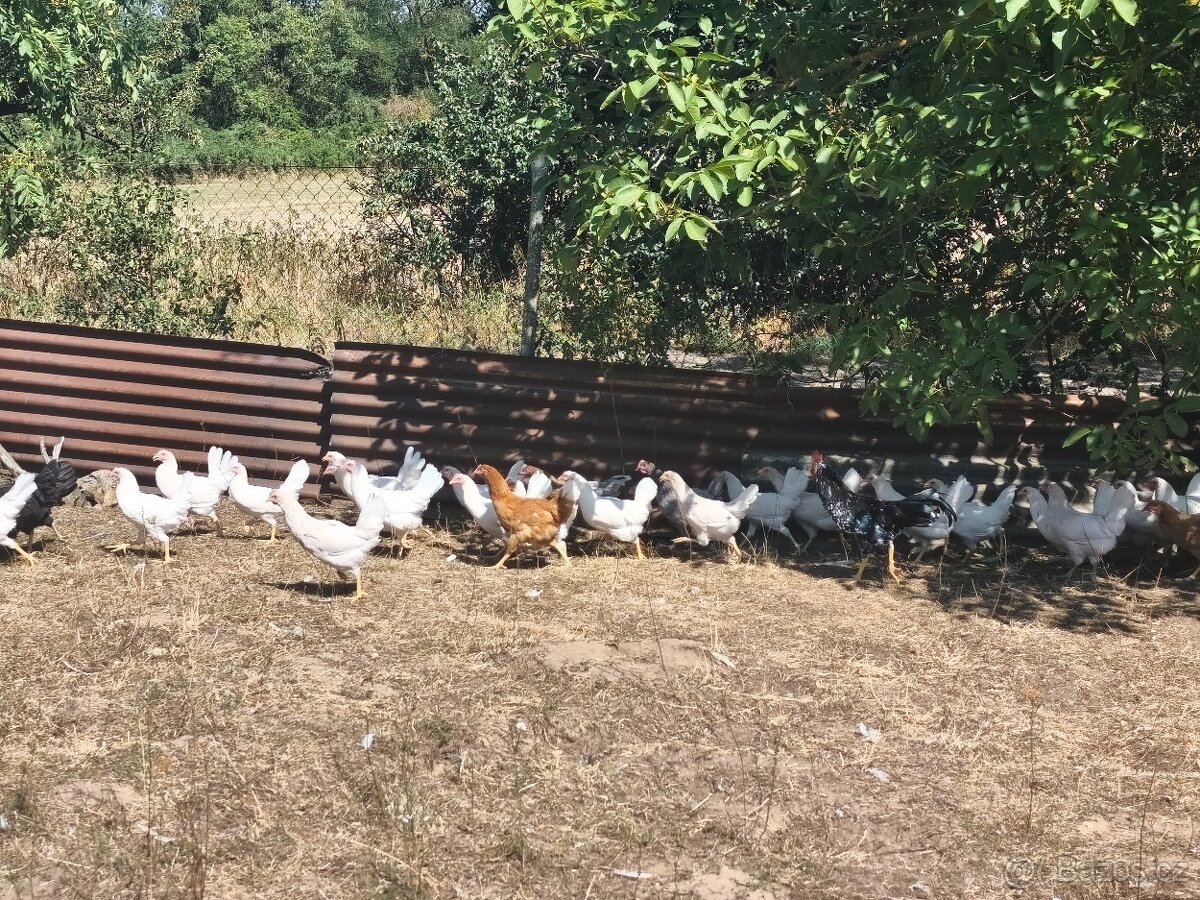 Kuřice 🐔🥚 - 3