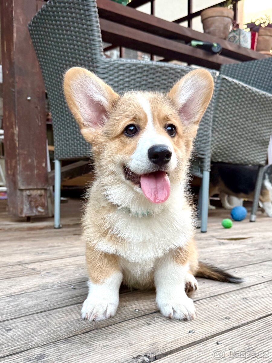 Welsh corgi pembroke s PP - 3
