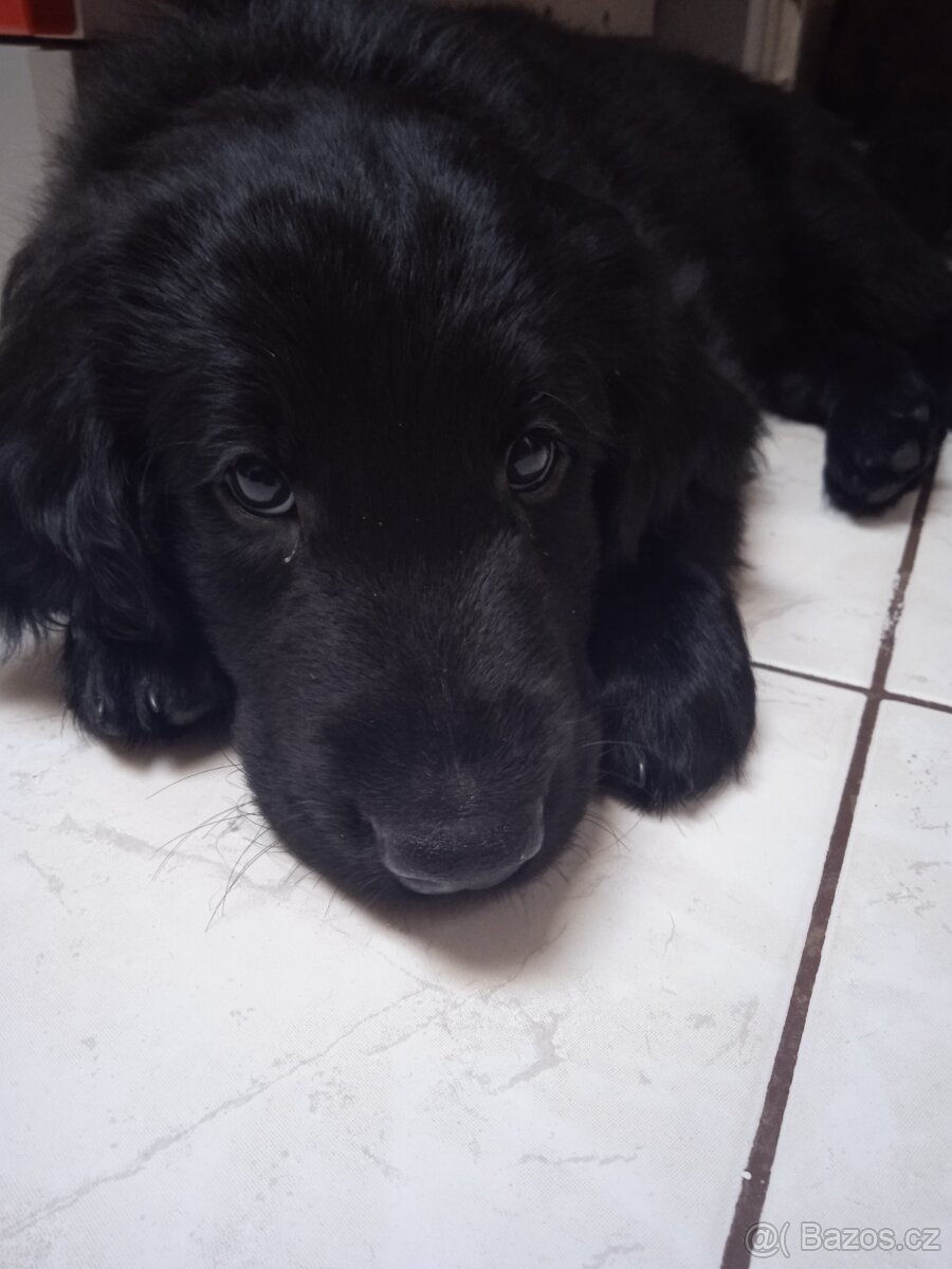 Štěňata Flat Coated Retriever s PP - 3