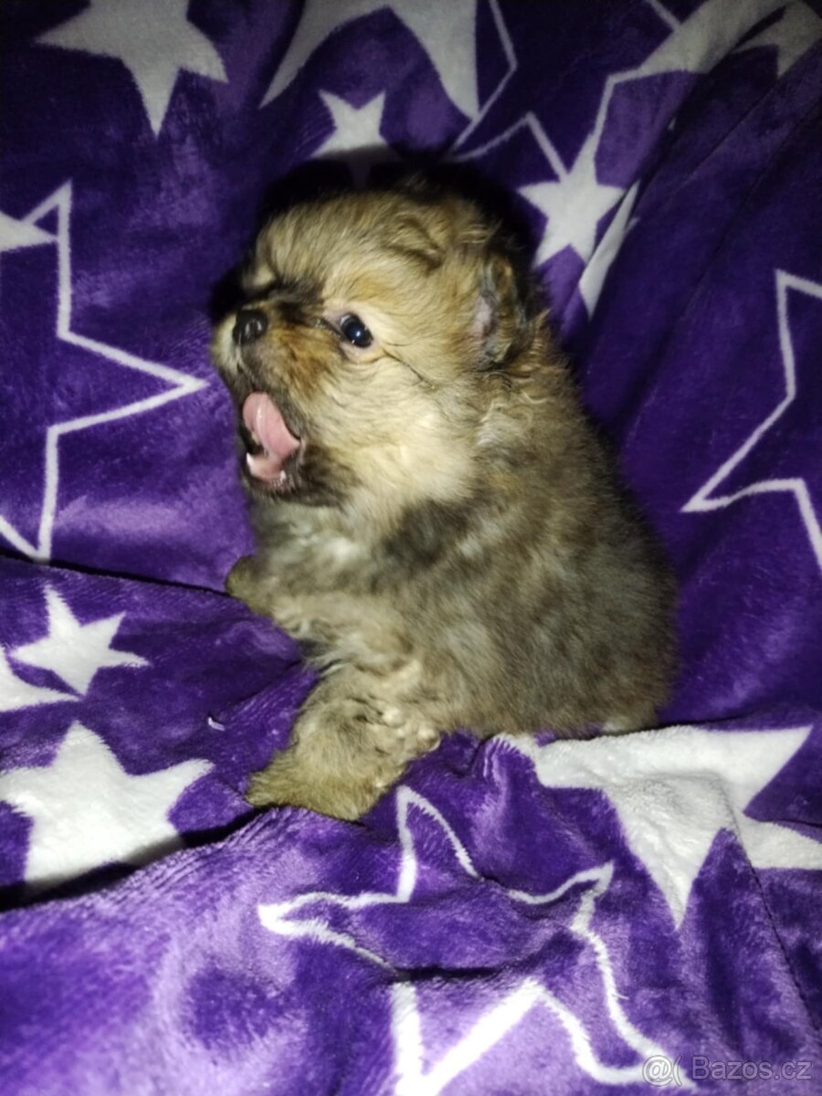 Pomeranian- německý špic - 3