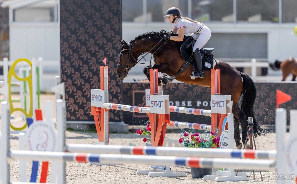 Prodej sportovního koně - 3