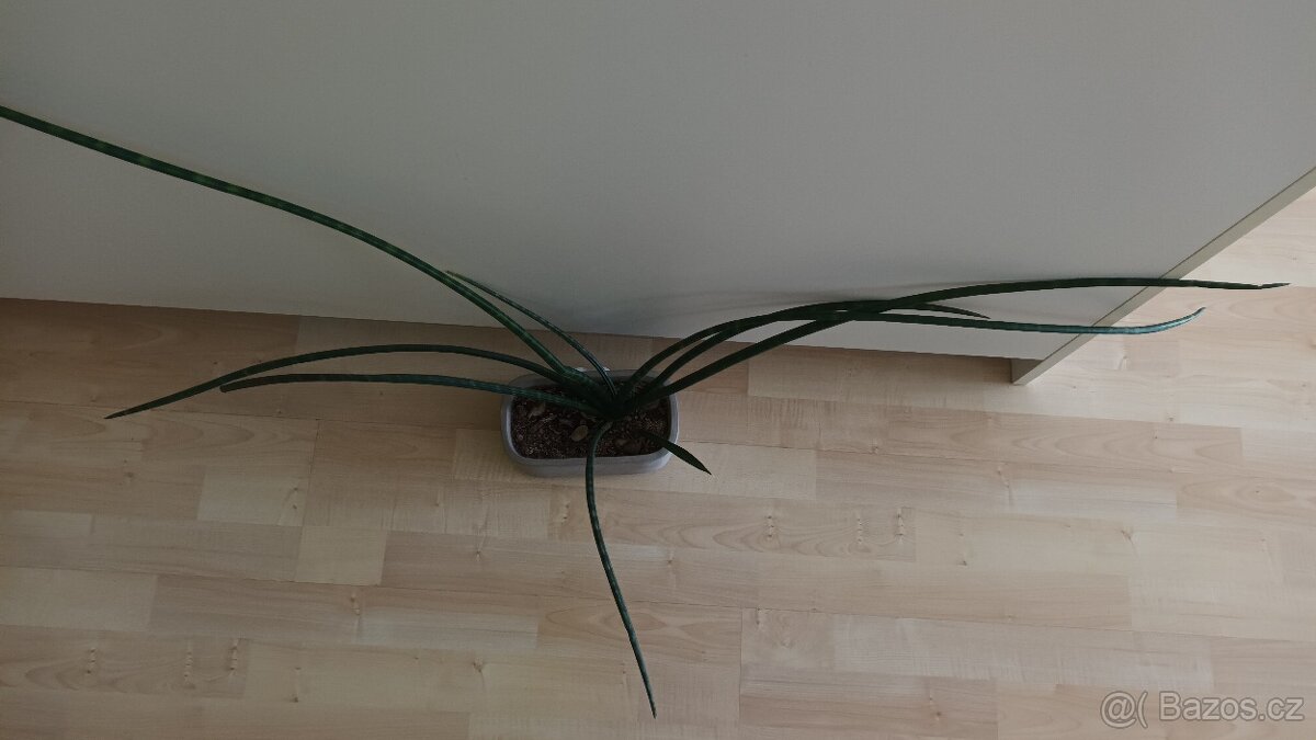 SANSEVIERIA CYLINDRICA - "Tchýnin jazyk" - 3