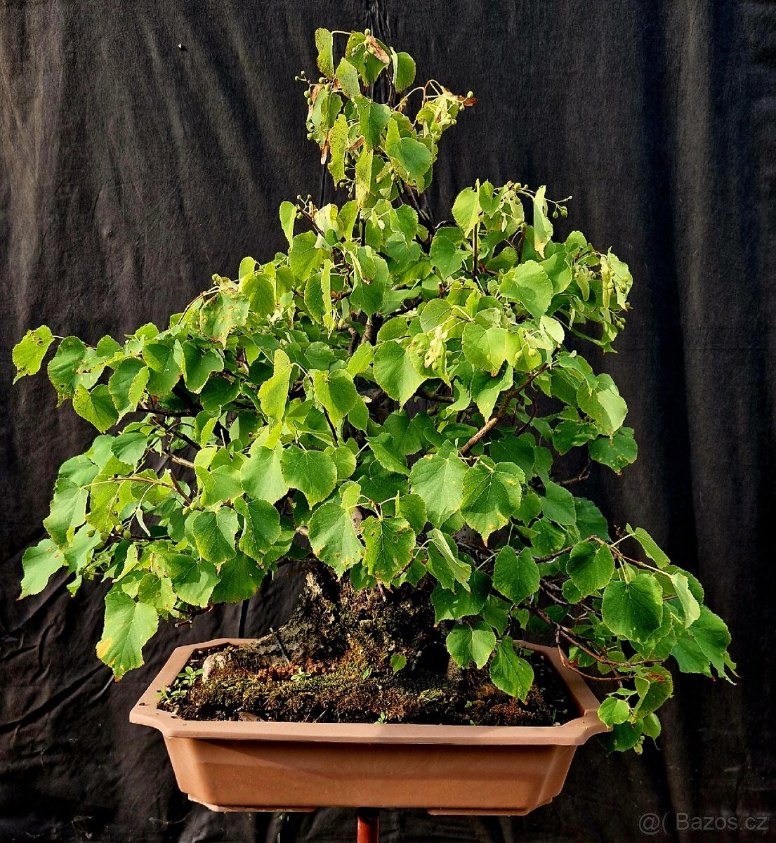 Bonsai, Bonsaj - Lipa srdcita Top - 3