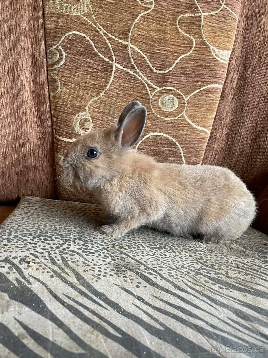 Zakrslý králík - 3