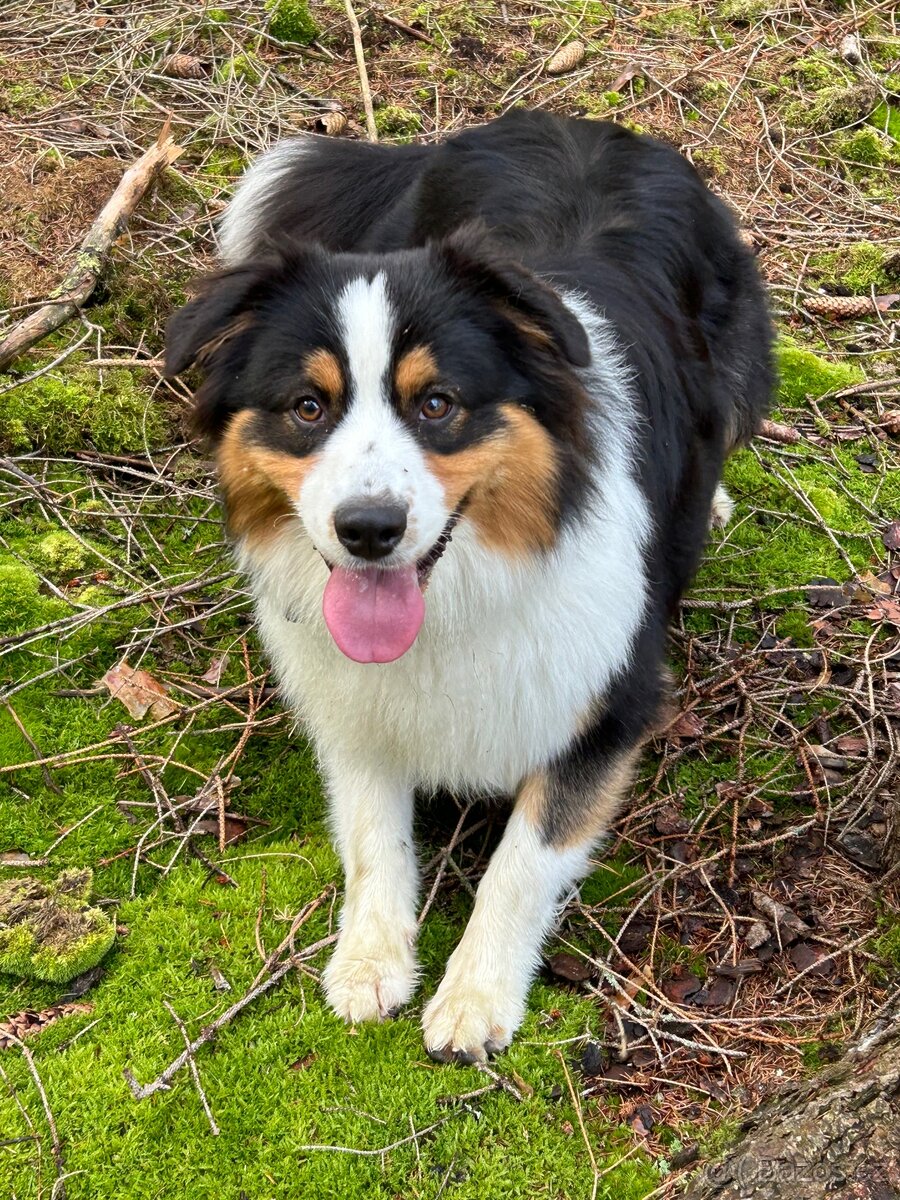 Australsky ovcak - KRYTI - 3