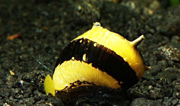 Řasožraví šneci - 3