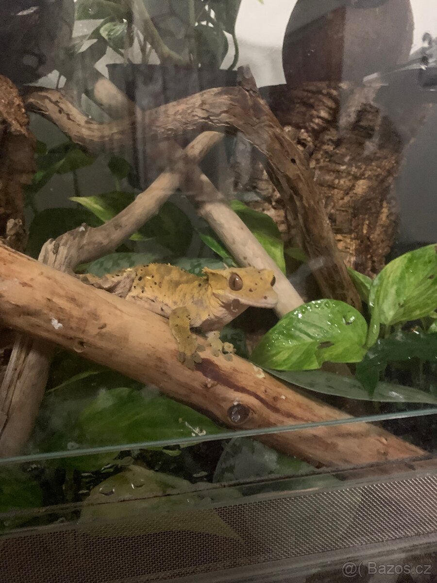 Pagekon řasnatý - samec - 3