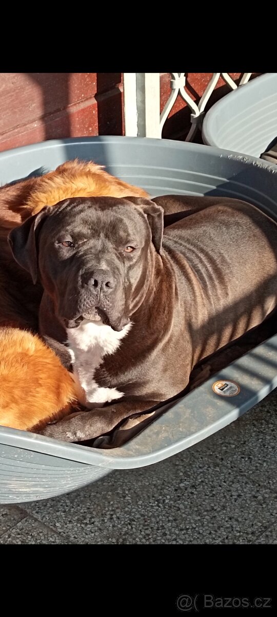 Hledáme domov pro am.bully xl - 3