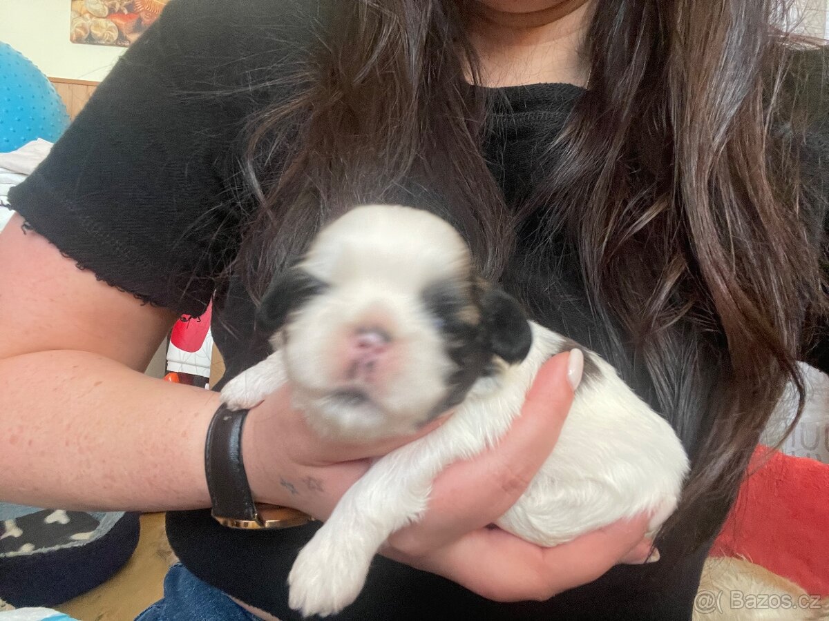 Prodám štěňátka shih-tzu - 3