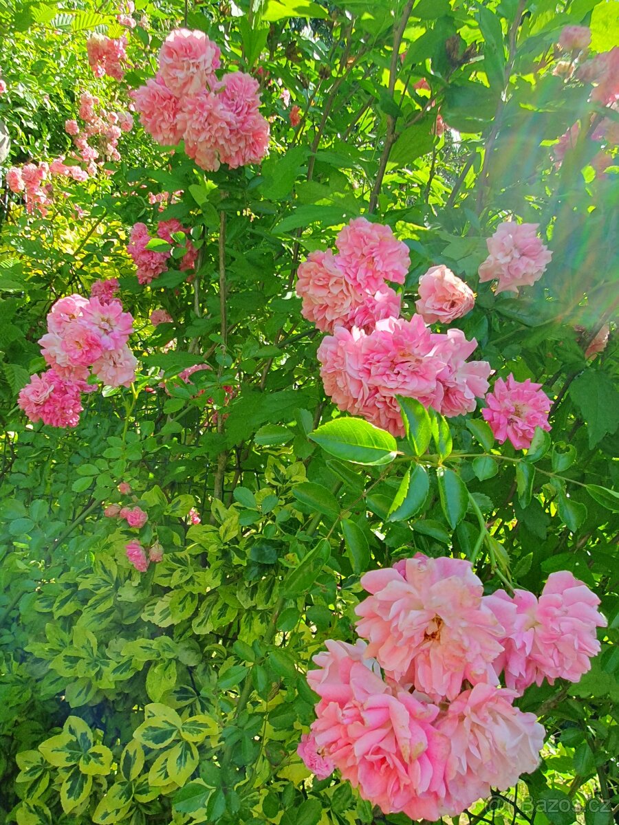 Růže růžová popínavá - 3