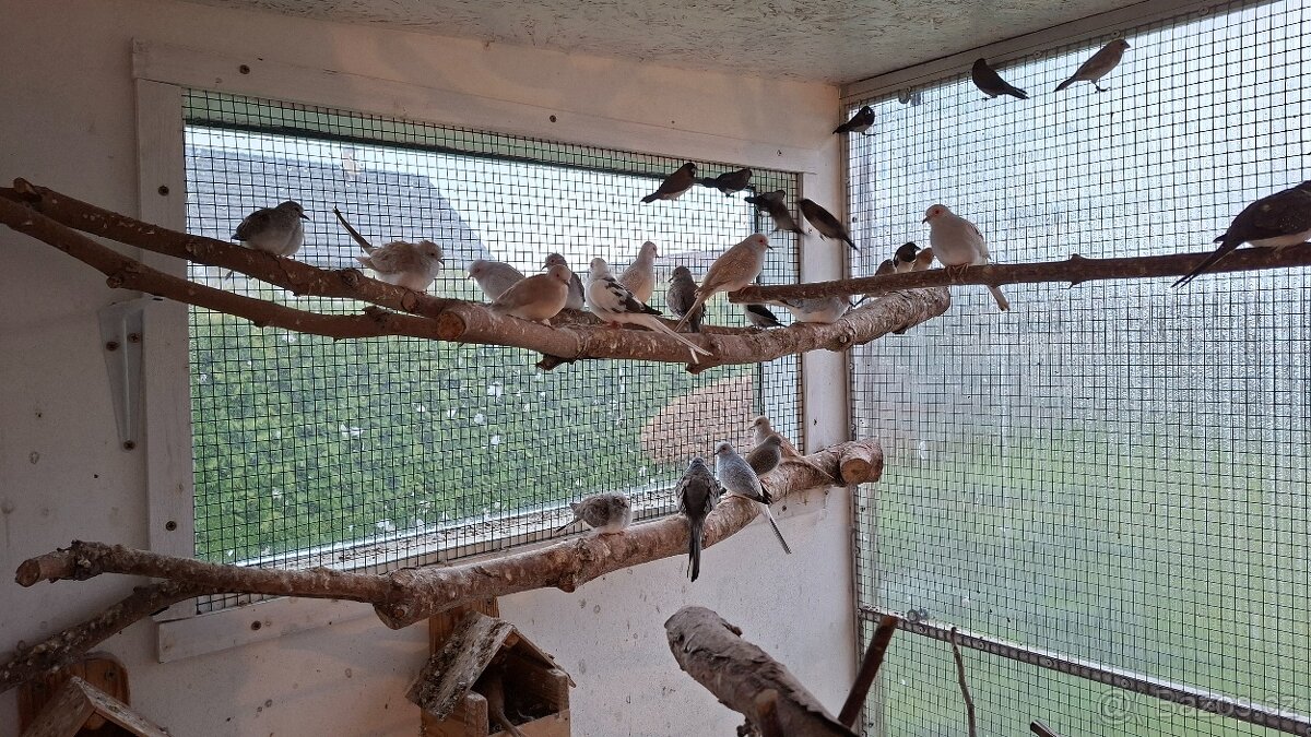 Holoubek diamantový - 3