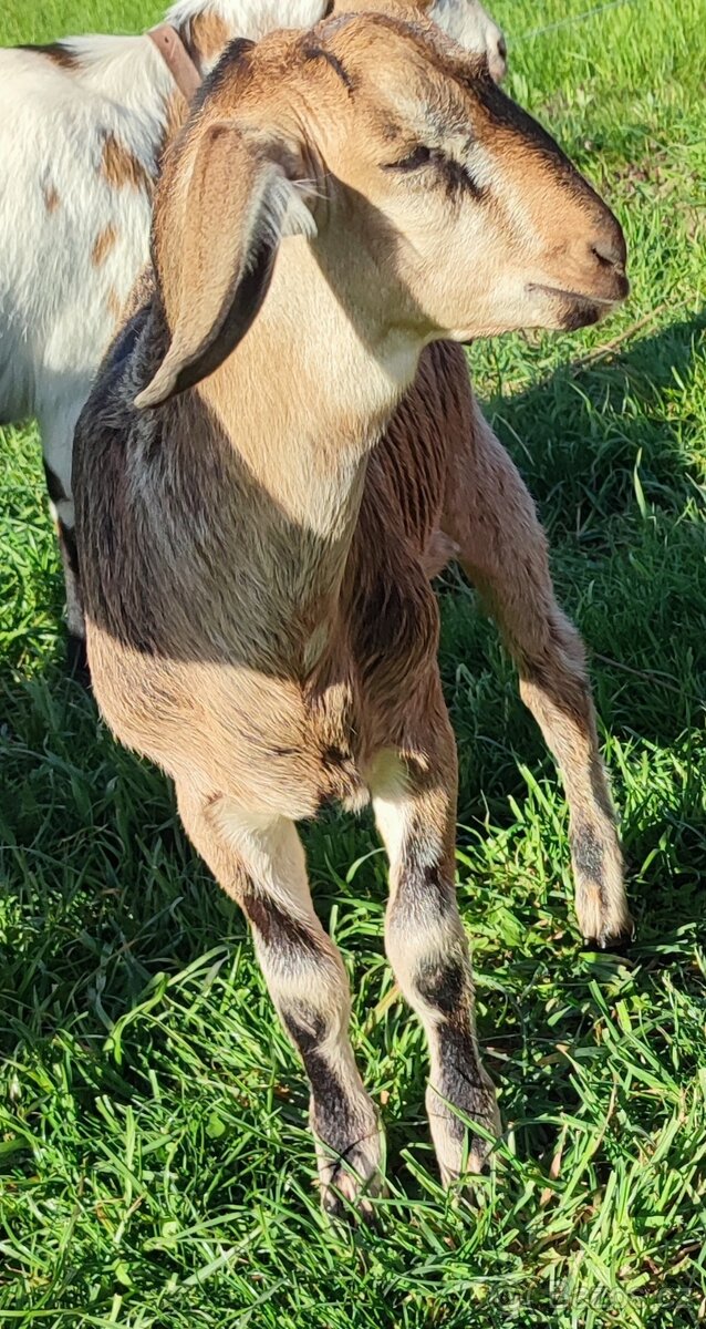 Prodám kozlíka - 3