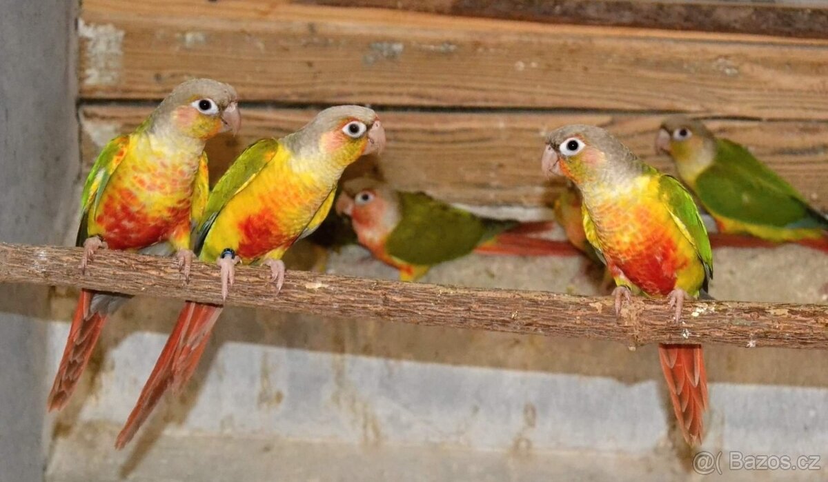 pyrura zelenolící - 3