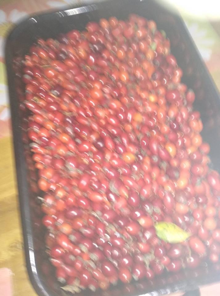 Prodám květ bezu černého, lipový květ,.... - 3